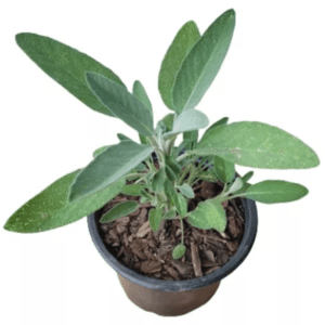 SALVIA MUDA