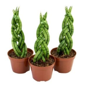 MINI LANÇA DE SÃO JORGE TRANÇADA