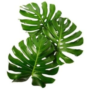 MONSTERA COSTELA DE ADÃO